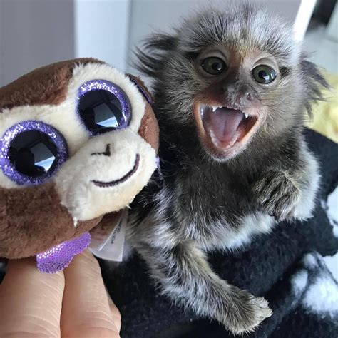 We will be happy to talk you. . Marmoset monkey for sale miami